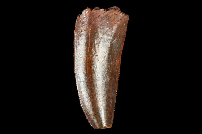Serrated, Raptor Tooth - Real Dinosaur Tooth #178469